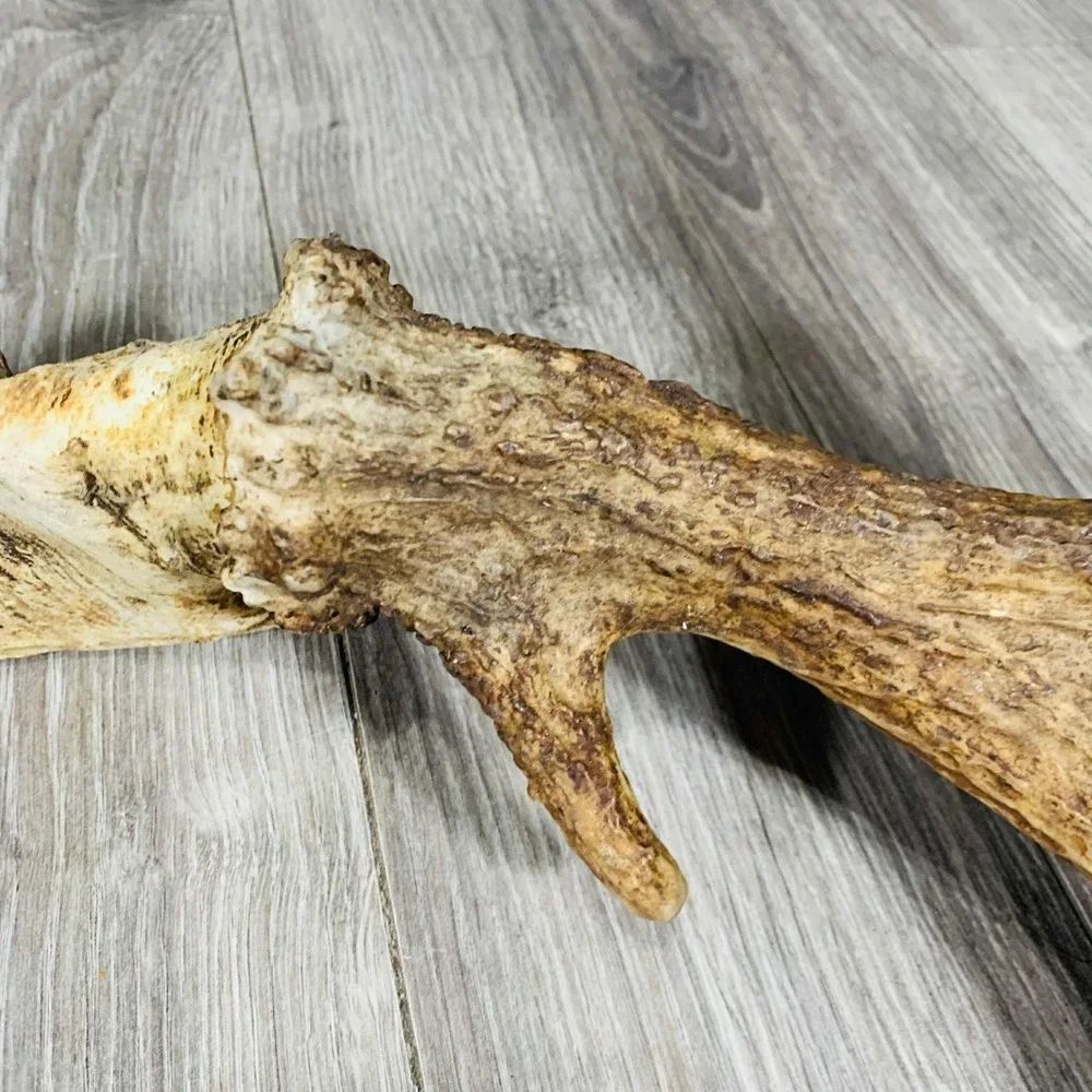 Naturally Shed Wild Moose Antler (Horn, Knife, Carving, Chew, Taxidermy) Full - Picture 3 of 10